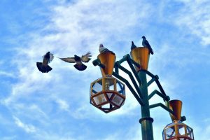 鳩は何階まで来る？