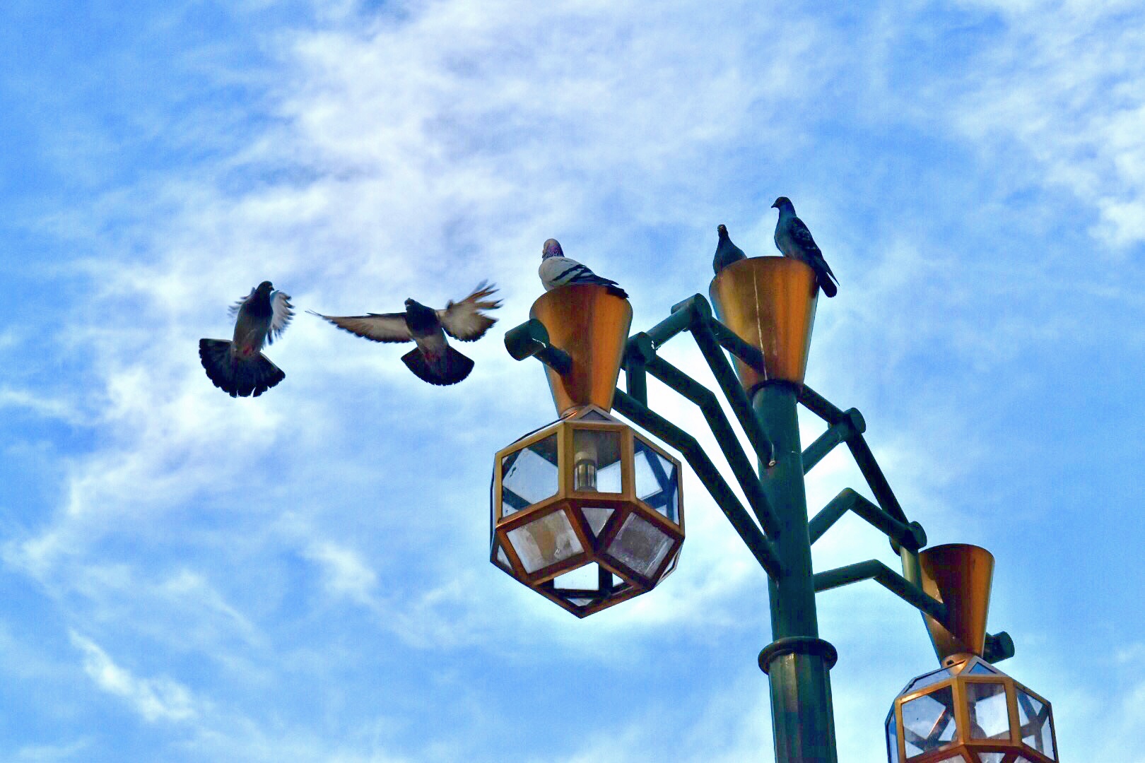 鳩は何階まで来る?